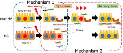 Heatstroke-induced acute kidney injury and the innate immune system